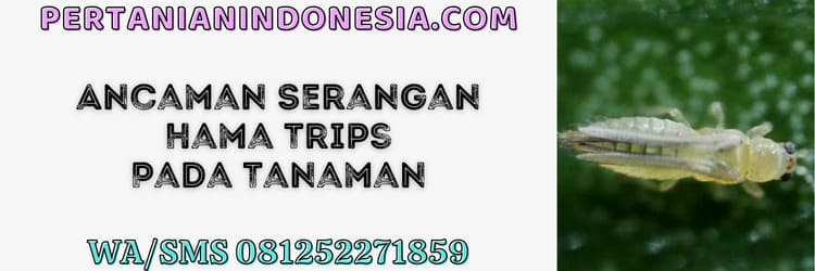 ancaman,serangan,hama,trips,tanaman